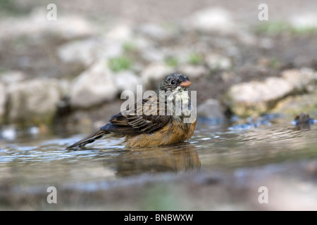 Ortolano (Emberiza hortulana) la balneazione Foto Stock