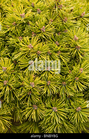 Primo piano di Pinus mugo var. Mops, noto anche come Swiss Mountain Pine o Mugo Pine. Vista dettagliata di aghi e gemme verdi della famiglia delle Pinaceae. Foto Stock