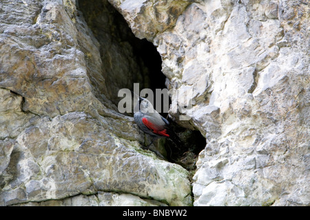 Picchio muraiolo (Tichodromadidae) appollaiate su una parete di roccia Foto Stock