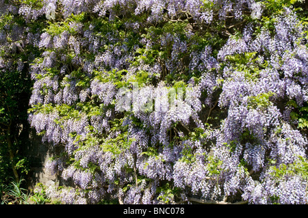 Il Glicine sul muro a Benmore Gardens nr Dunoon Argyll & BUte Scozia Scotland Foto Stock