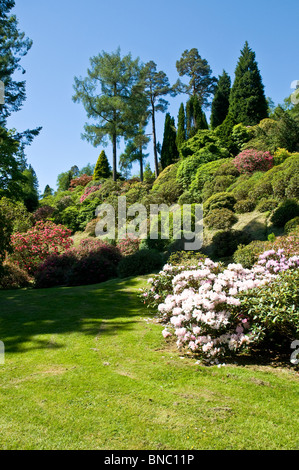 Rododendri Benmore Botanic Gardens nr Dunoon Argyll & BUte Scozia Scotland Foto Stock