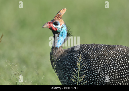 Helemted le faraone, Numida meleagris, il Masai Mara riserva nazionale, Kenya Foto Stock