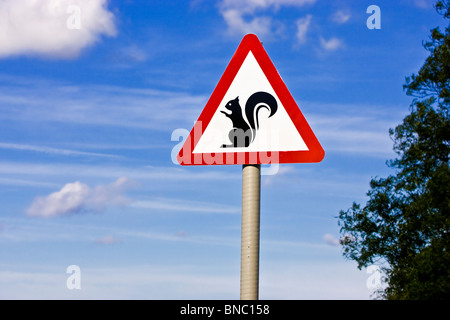 Cartello segnaletico per il Regno Unito - Squirrels on the Road Inghilterra Regno Unito Foto Stock