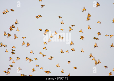 Un gregge di Baya Weaver (Ploceus philippinus) in volo, Thailandia Foto Stock