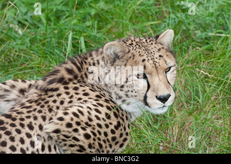 Cheetah, Acinonyx jubatus. Foto Stock