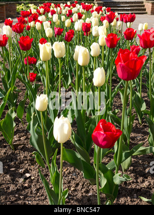 I tulipani in aiuole di strada, Sidmouth, Devon, Regno Unito Foto Stock