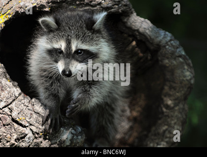 Baby Racoon in una struttura ad albero Foto Stock