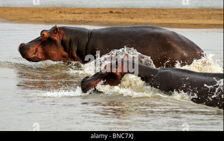 Due hippos nel fiume Luangwa (Hippopotamus amphibius), Sud Luangwa National Park, Zambia Foto Stock