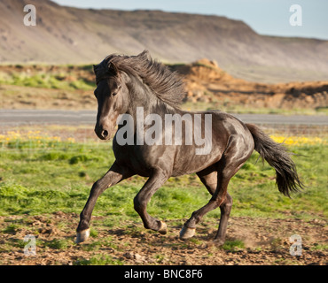 Nero stallone islandese in esecuzione, Islanda Foto Stock