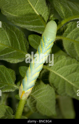 La morte la testa Hawk-moth larva, quarto alimentazione instar su patata. (C) Foto Stock