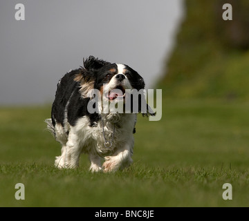 Cavalier King Charles Spaniel in esecuzione, Islanda Foto Stock