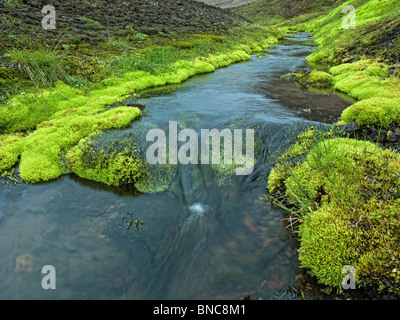 La molla che fluisce attraverso moss coperte del letto di lava, Islanda Foto Stock