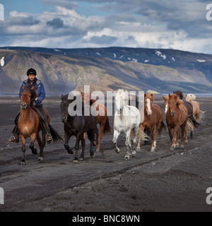 Lo spostamento dell'allevamento di cavalli islandesi sulle sabbie nere di Maelifellssandi, ghiacciaio Myrdalsjokull, Islanda Foto Stock