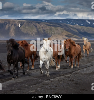 Lo spostamento dell'allevamento di cavalli islandesi sulle sabbie nere di Maelifellssandi, ghiacciaio Myrdalsjokull, Islanda Foto Stock