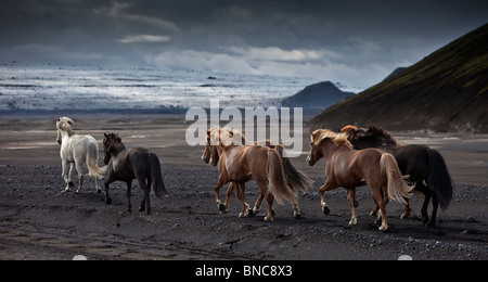 Lo spostamento dell'allevamento di cavalli islandesi sulle sabbie nere di Maelifellssandi, ghiacciaio Myrdalsjokull, Islanda Foto Stock