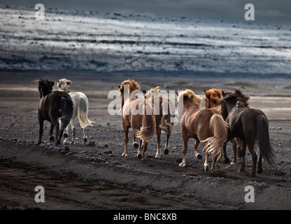 Lo spostamento dell'allevamento di cavalli islandesi sulle sabbie nere di Maelifellssandi, ghiacciaio Myrdalsjokull, Islanda Foto Stock