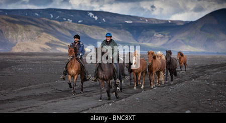 Lo spostamento dell'allevamento di cavalli islandesi sulle sabbie nere di Maelifellssandi, ghiacciaio Myrdalsjokull, Islanda Foto Stock