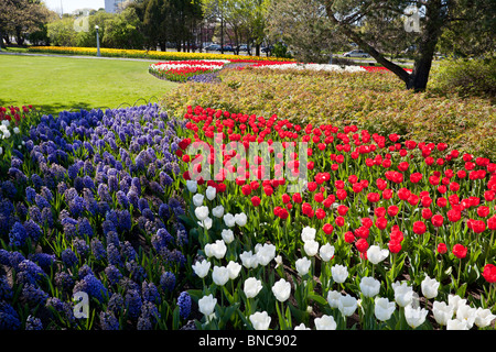 Aiuole fiorite. Memorial aiuola piantati con il rosso e bianco tulipani e giacinto blu Foto Stock