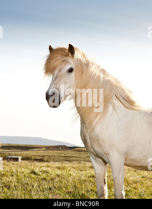 Bianco, Cavallo islandese, Islanda Foto Stock