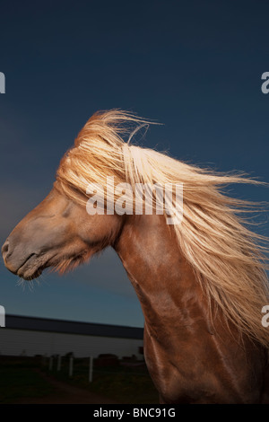 Ritratto di cavallo islandese, Islanda Foto Stock