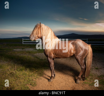 Cavallo islandese, Islanda Foto Stock