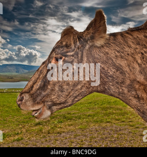 Ritratto di vacca da latte in azienda agricola biologica, Islanda Foto Stock