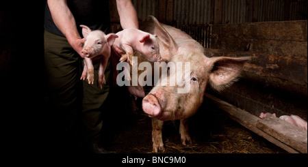 I suini di allevamento di suini, Hornafjordur, Islanda Foto Stock