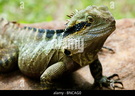 Colorate acqua orientale Dragon, sub tropicale lizard east coast Australia. Foto Stock