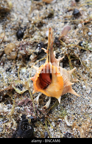 Rosso granchio eremita trovati sulla spiaggia di Sitges, Catalogna, Spagna settentrionale. Foto Stock