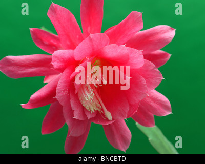 Primo piano della fioritura Epiphyllum cactus flower colpo su sfondo verde Foto Stock