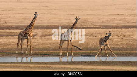 Thornicroft's Giraffe (Giraffa thornicrofti camelopardus) endemica di Luangwa National Park, Zambia Foto Stock