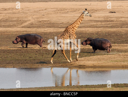 Thornicroft's Giraffe (Giraffa thornicrofti camelopardus) endemica di Luangwa National Park, Zambia Foto Stock