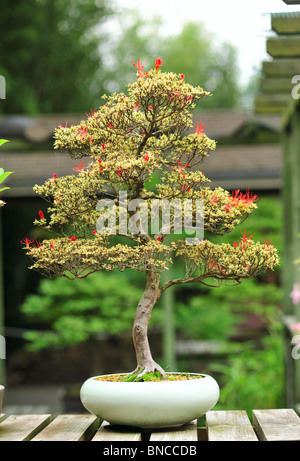 Albero di bonsai, Rhododendron Indicum, Yuki-no-Hana Foto Stock