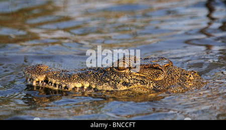 Coccodrillo del Nilo (Crocodylus niloticus) nel fiume Zambesi, Mosi-oa-Tunya National Park, Zambia Foto Stock