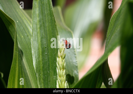 Harlequin ladybird (Harmonia axyridis) facendo fuori con un altro Harlequin ladybird. maschio è conspicua e succinea femmina. Impianto Foto Stock