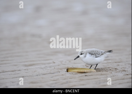 Sanderling (Calidris alba) mangiare sul guscio di rasoio (Ensis siliqua) su di una spiaggia di sabbia - Lincolnshire Inghilterra Foto Stock