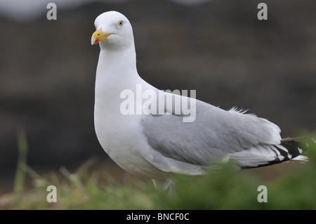 Aringa gabbiano (Larus argentatus) - Ritratto - Mull Scozia Scotland Foto Stock