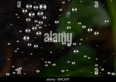 Dewdrops aggrappato a un confuso spider web. Foto Stock