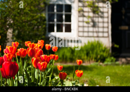 Cotswolds cottage in pietra con tulipani rossi nel giardino anteriore, Stroud, Gloucestershire, Cotswolds, REGNO UNITO Foto Stock