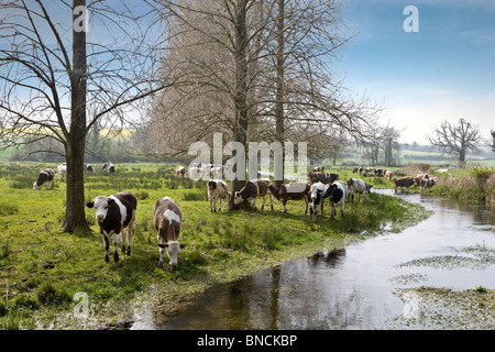 Dorset rurale scena Foto Stock