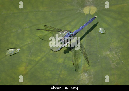 Un maschio Pondhawk orientale dragonfly siede su una foglia di loto. Foto Stock