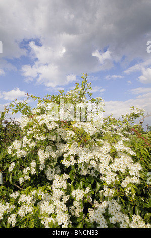 Biancospino (crategus monogyna) blossom in una tarda primavera siepe, Norfolk, Regno Unito, maggio Foto Stock