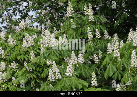 Ippocastano (Aesculus hippocastanum) che mostra picchi di fiori, Norfolk, Regno Unito, maggio Foto Stock