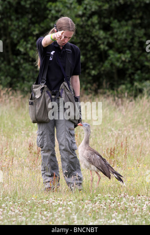 Gestore con Captive Red-gambe Cariama Seriema cristata Foto Stock