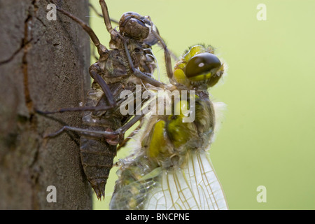 Quattro-spotted Chaser - Libellula quadrimaculata, la schiusa Foto Stock