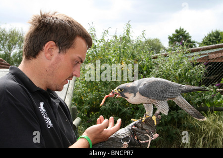 Captive Lanner Falcon Falco biarmicus essendo alimentato da Handler prese nel Cheshire, Regno Unito Foto Stock