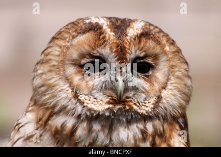 In prossimità della testa di un Allocco Strix aluco Foto Stock