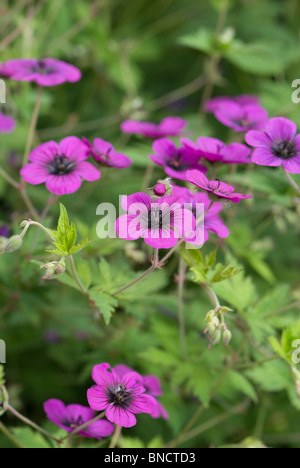 Geranio Ann Folkard Foto Stock