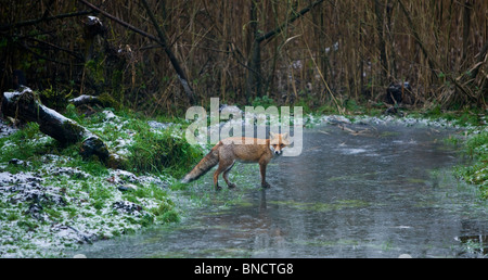 La Volpe rossa Vulpes vulpes sorgeva sul laghetto congelato Foto Stock