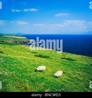 Pecore al pascolo da mare Penisola di Dingle contea di Kerry Irlanda Foto Stock